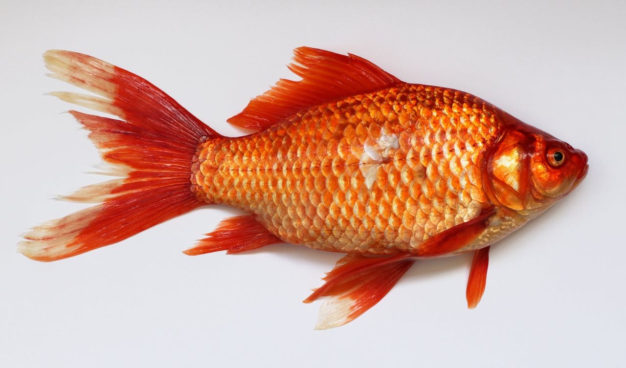 Abbildung Goldfisch